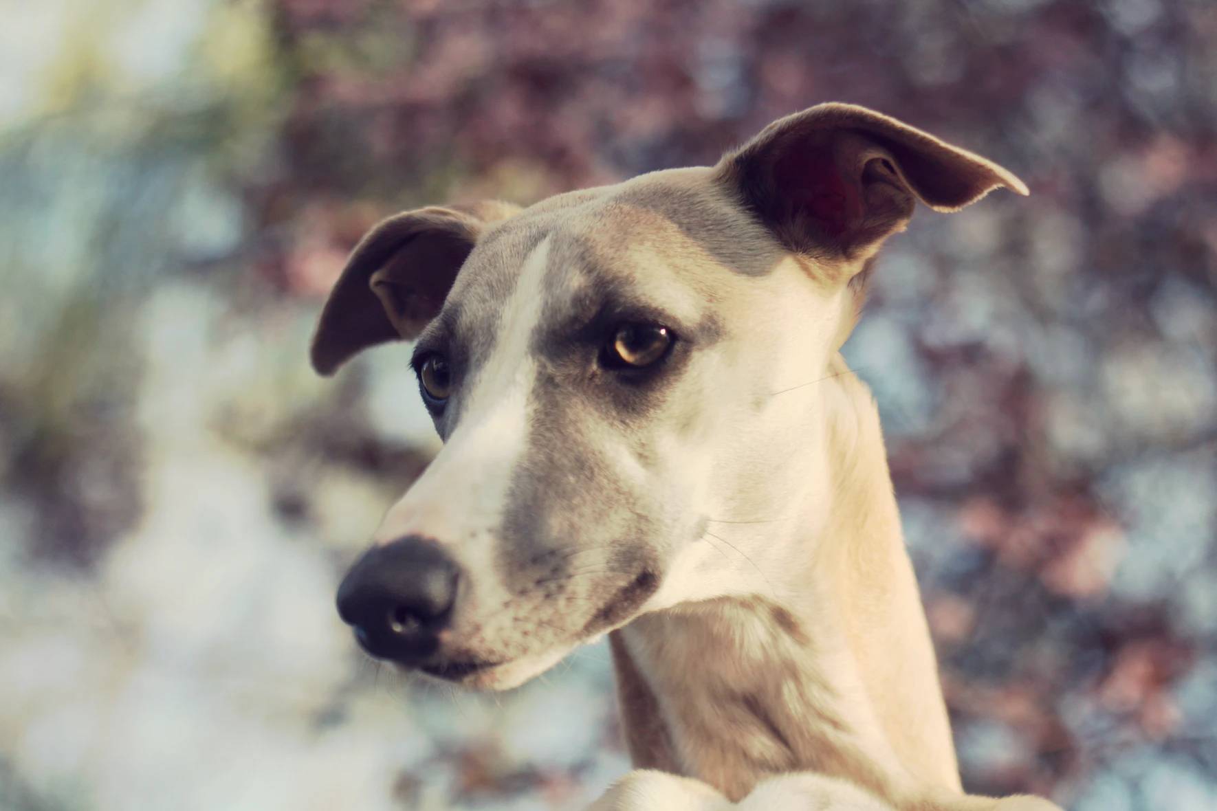 greyhound bokeh