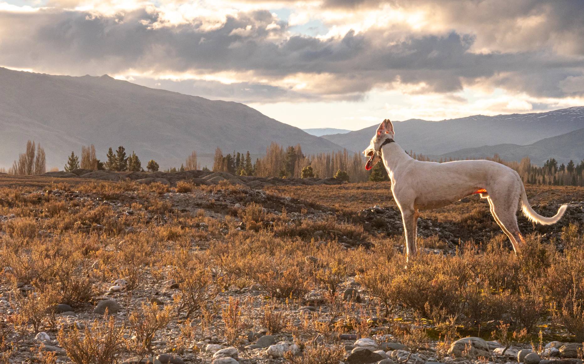 greyhound with mountains